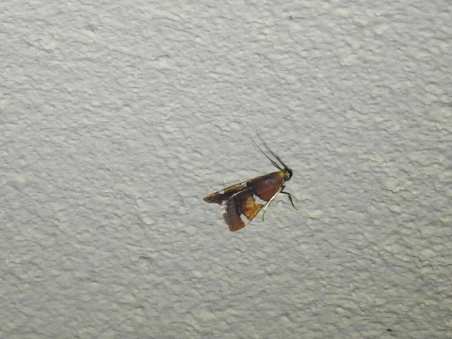Pyralis regalis - pompás fényilonca