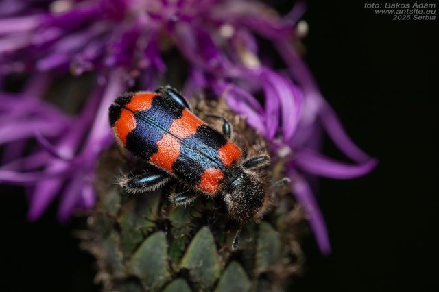 Trichodes apiarius - szalagos méhészbogár