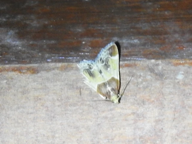 Pyralis farinalis - lisztilonca