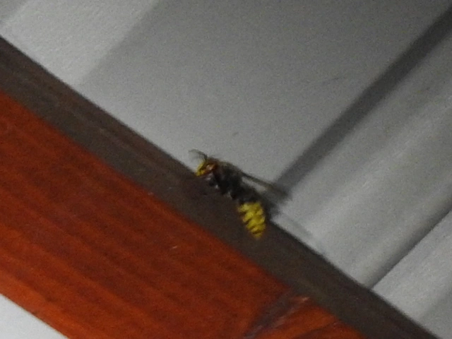 Vespa crabro - lódarázs
