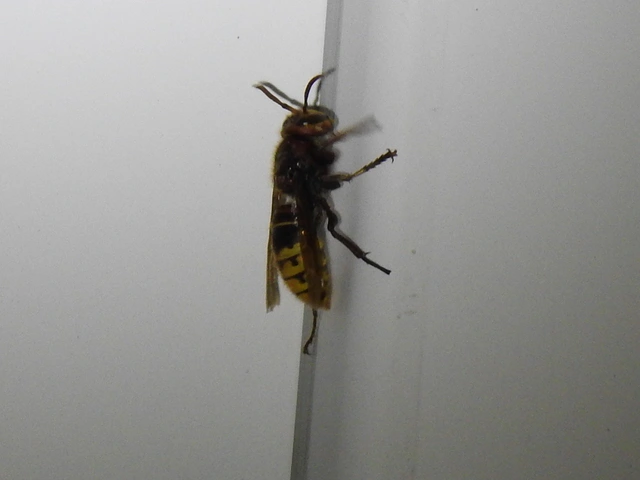 Vespa crabro - lódarázs