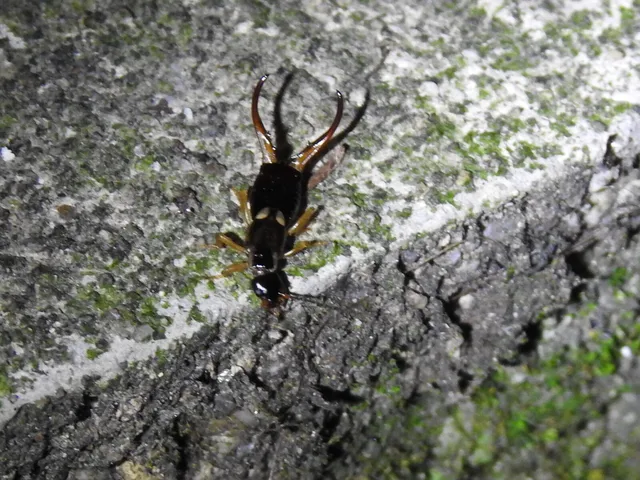 Forficula auricularia - közönséges fülbemászó