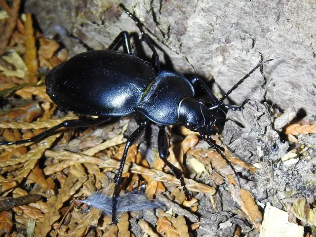 Carabus glabratus - domború futrinka