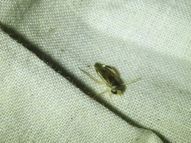 Corixidae - búvárpoloskák Corixidae - búvárpoloskák