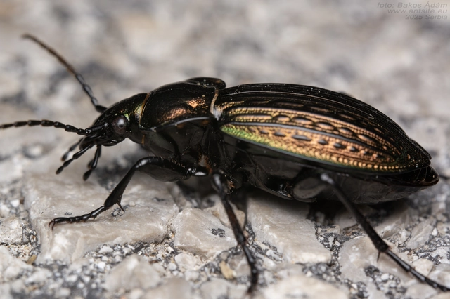 Carabus ulrichii - rezes futrinka Carabus ulrichii - rezes futrinka