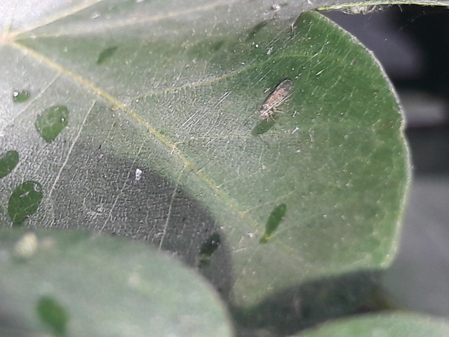 Psocoptera - Fürgetetvek