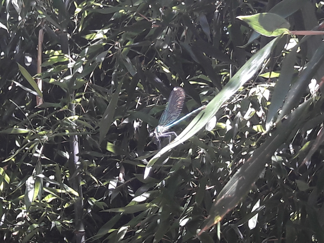 Calopteryx splendens - sávos szitakötő