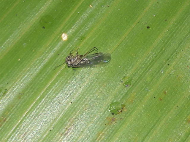 Psocoptera - Fürgetetvek