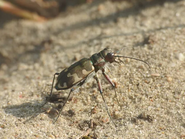 Cicindela hybrida - öves homokfutrinka