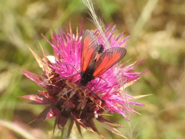 Zygaena minos/purpuralis