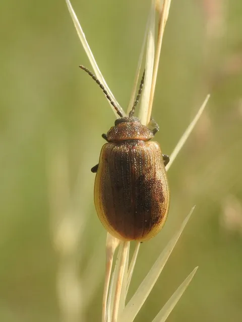 Galeruca pomonae - barna olajosbogár