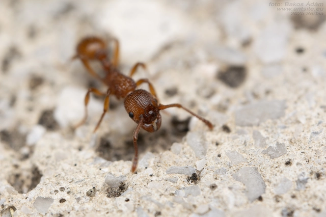 Myrmica sabuleti - gyakori bütyköshangya