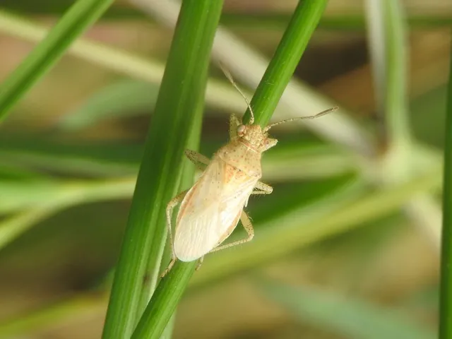 Rhopalidae - üvegpoloskák