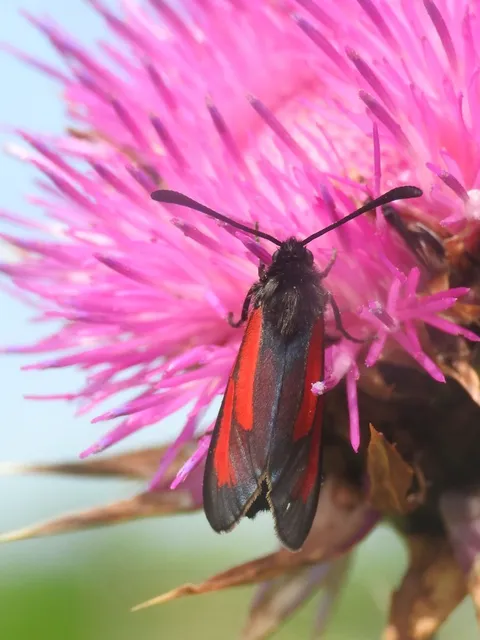 Zygaena minos/purpuralis