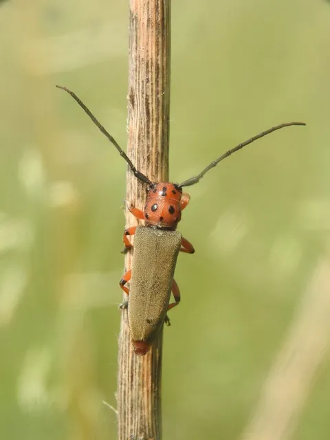 Phytoecia argus - árgusszemű cincér