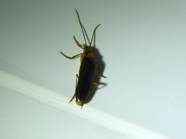 Nacerdes carniolica - karnóliai álcincér