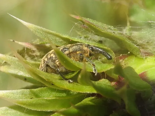 Larinus sturnus - aszat-púderbarkó