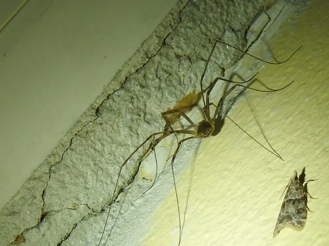 Opiliones - Kaszáspókok