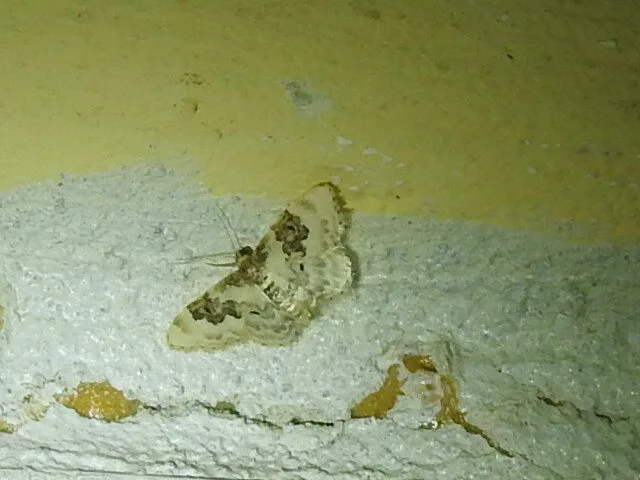 Idaea rusticata - tarka apróaraszoló