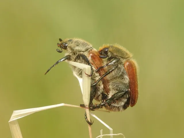 Chaetopteroplia segetum - rozsszipoly