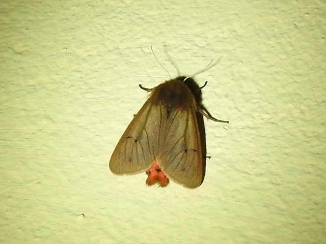Phragmatobia fuliginosa - füstös medvelepke