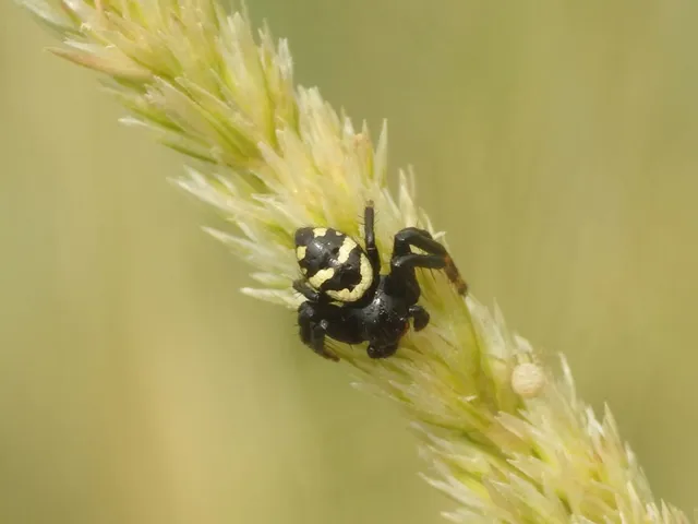 Synema globosum/ornatum