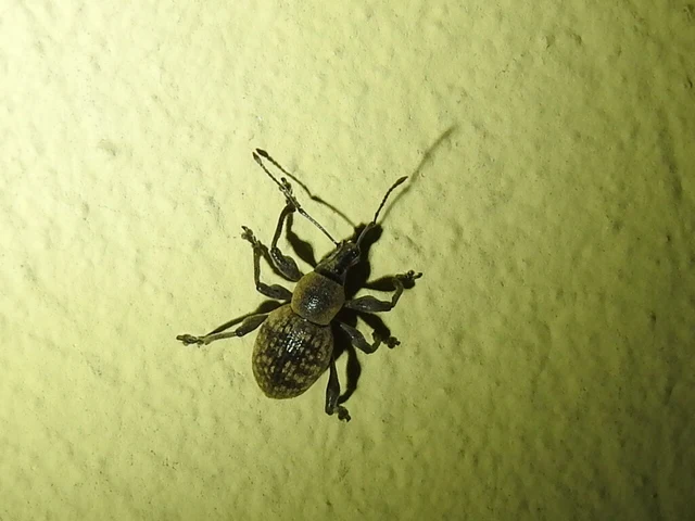 Otiorhynchus multipunctatus - sokpontos gyalogormányos