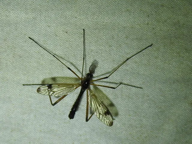 Dictenidia bimaculata