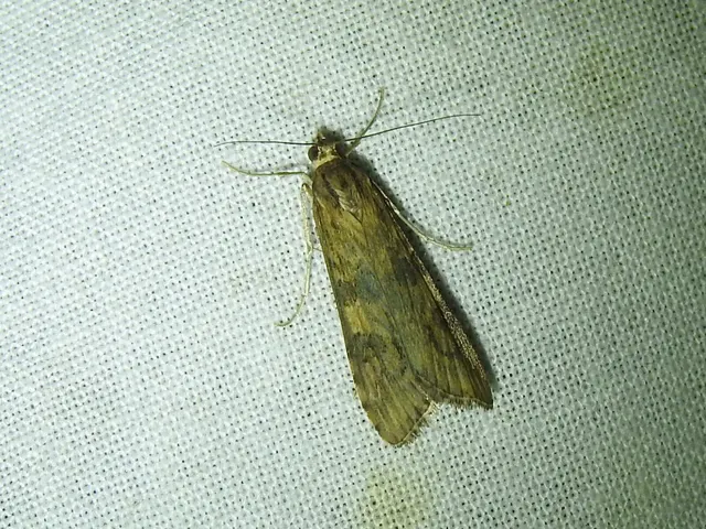 Nomophila noctuella - közönséges vándormoly