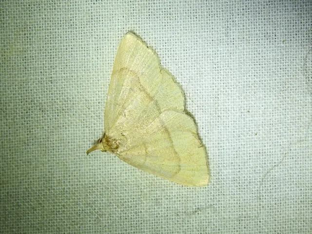 Paracolax tristalis - sárgás karcsúbagoly