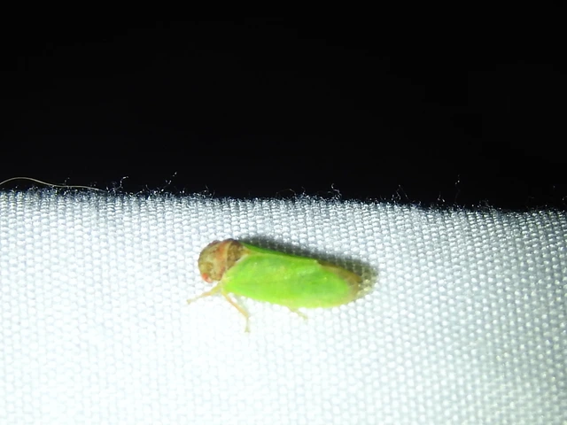 Iassus