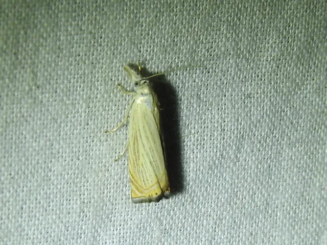 Chrysoteuchia culmella - kerti fűgyökérmoly