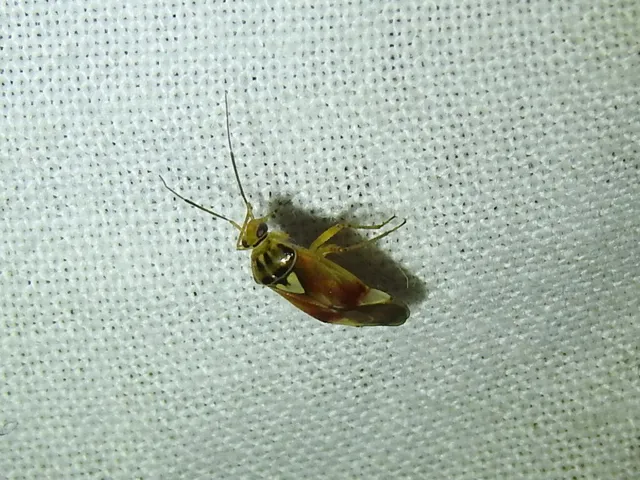 Orthops