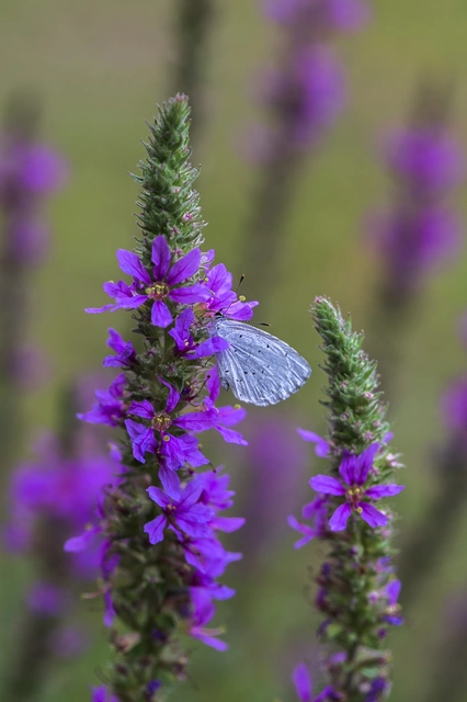 Celastrina argiolus - bengeboglárka
