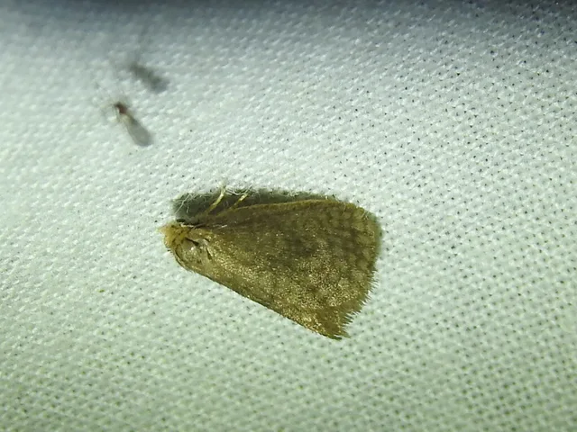 alkonyati zsákhordólepke - Bijugis bombycella