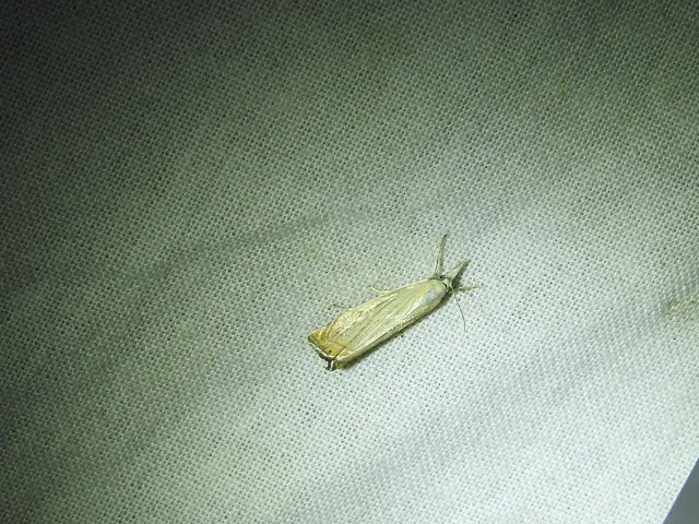 Chrysoteuchia culmella - kerti fűgyökérmoly