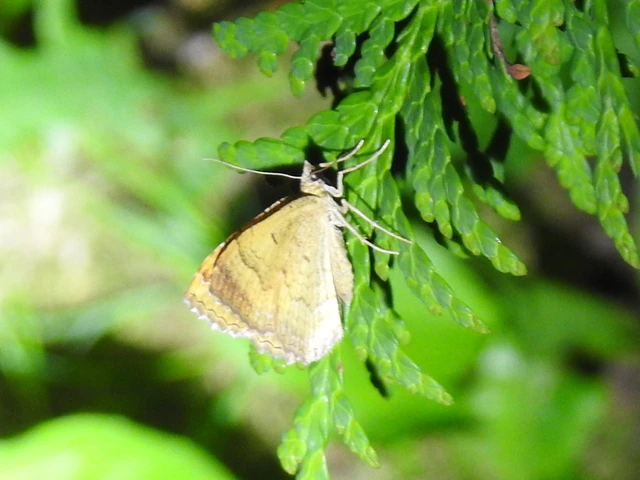 kétvonalas sávosaraszoló - Camptogramma bilineata