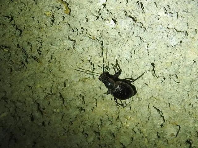 Otiorhynchus multipunctatus - sokpontos gyalogormányos