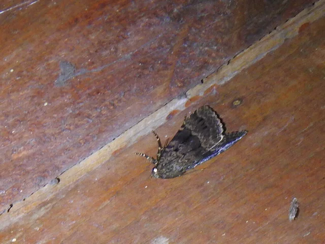 Amphipyra berbera/pyramidea