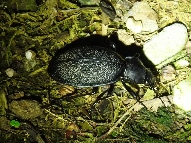 Carabus coriaceus - bőrfutrinka