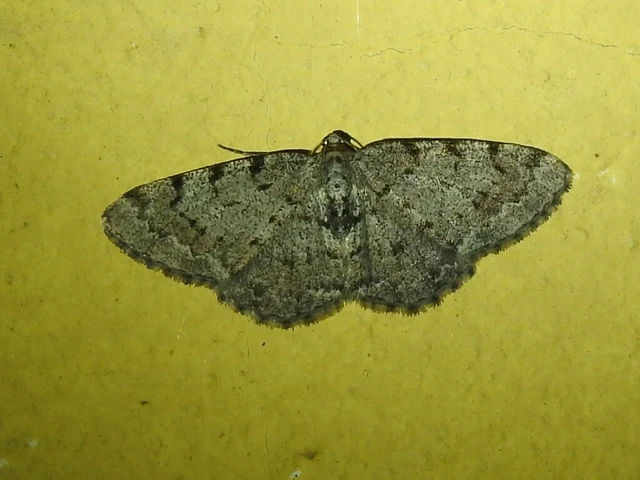 szürke égeraraszoló - Aethalura punctulata