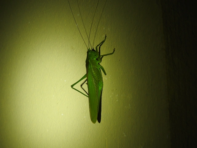 Tettigonia viridissima - zöld lombszöcske