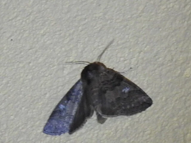 Tethea or - bélyeges pihésszövő