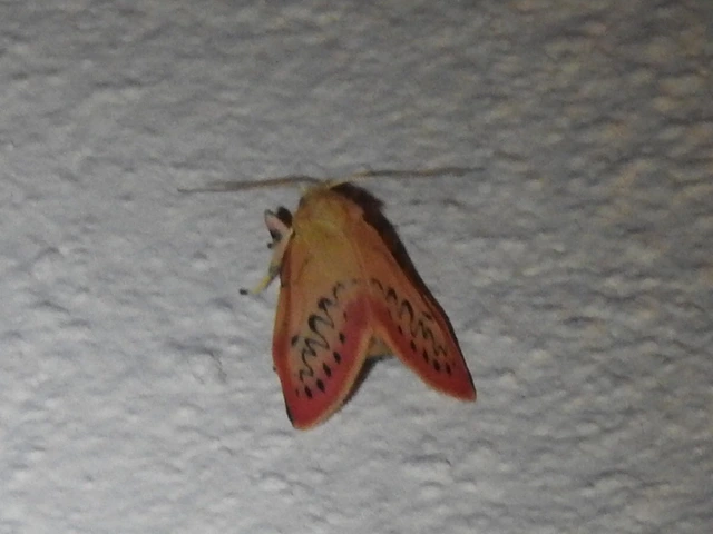 Miltochrista miniata - piros medvelepke