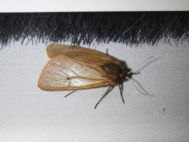 Phragmatobia fuliginosa - füstös medvelepke