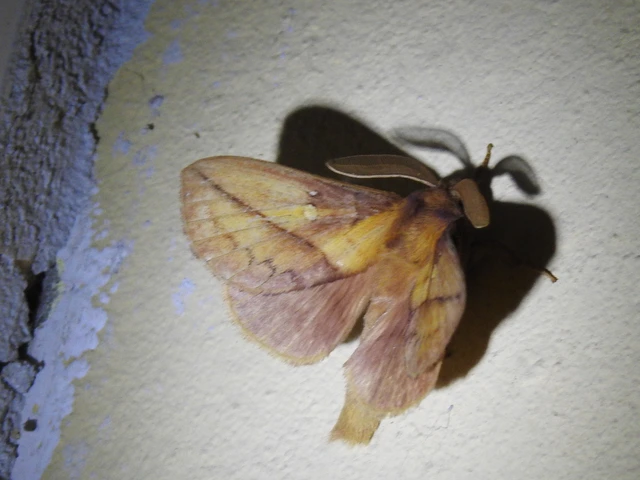 Euthrix potatoria - szomjas pohók