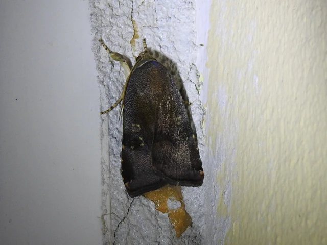 Noctua janthe/janthina
