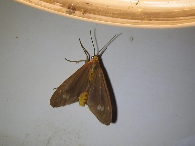 üvegpettyes álcsüngőlepke - Dysauxes ancilla