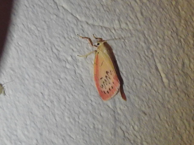 Miltochrista miniata - piros medvelepke