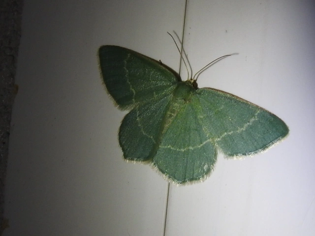 Chlorissa viridata/cloraria